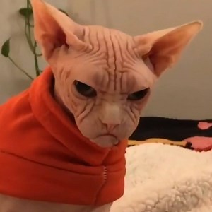 2.4M views · 41K reactions | When someone tries to talk to me before I've had my coffee...☕ | UNILAD | Facebook