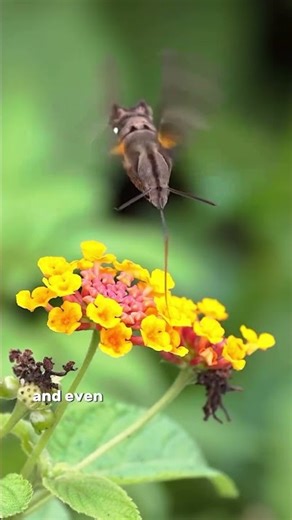 The moth that evolved to look exactly like a bird #nature #evolution
