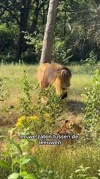 This is what a vacation at the Safari Resort looks like! 🦁🏡 #beeksebergen