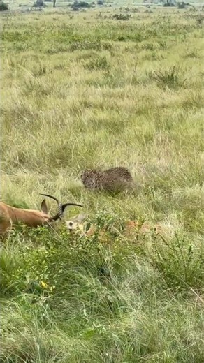 cheetah hunting in serengeti national park #mufasa #lion #cheetah #serengetinationalpark