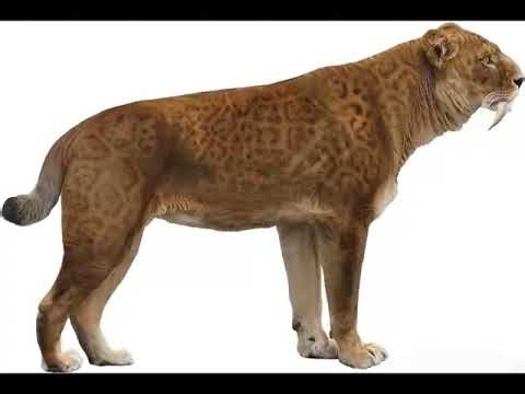 Accurate sounds of Extinct creatures: Smilodon 