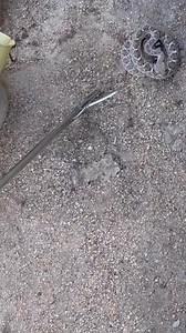 Another Western Diamondback Rattlesnake relocated from a neighbor’s courtyard this morning. She had a monster rattle intact, and was extra defensive because she had eye caps / spectacles clouding her vision from an impending shed. | Jeremy Johnson Photography