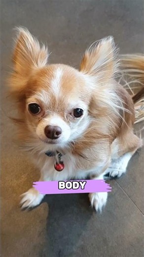 Chihuahuas Are So SMART!!🧠🐶