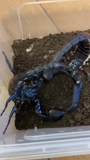 Insect Wars on Instagram: "Two Scorpions, One Victory: The Wildest Fight in the Desert!🦂⚡️ #InsectWars #Insects #Wildlife #Scorpion"