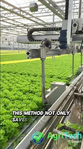 Perfect Hydroponic Lettuce Farming in China 🥬