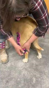 Dog Knee Brace Fitting Instruction Video