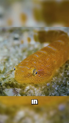 The Invisible Fish of Victoria's Rock Pools?! 👻