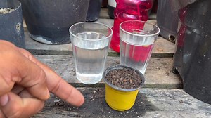 1.5K views · 21 reactions | Mentira sobre rosa do deserto #flores #rosadodeserto #StarsEverywhere | Rosa do deserto claudison silva | Facebook