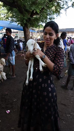 Tag to Goat Lovers ❤️ #trendingreels #trending #reel #reels #thetalkingpenguin | The Talking penguin