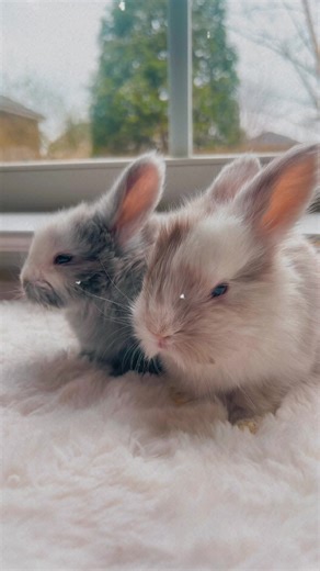 💝English Angora baby bunnies 😍🌸 #englishangora #luxury #bunny #behappy #pet