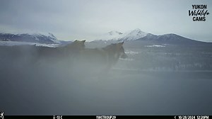 39K views · 2.5K reactions | A wolf pack leisurely moves along a ridge one October afternoon. #yukonwildlife | Yukon Wildlife Cams | Facebook