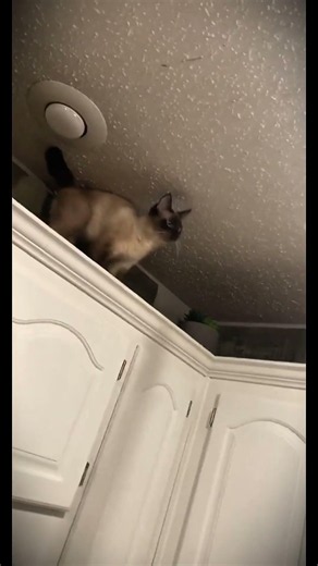 Funny Cat Fails That Will Make You Laugh 😂🐱#cat #cats #catfails #funnycats