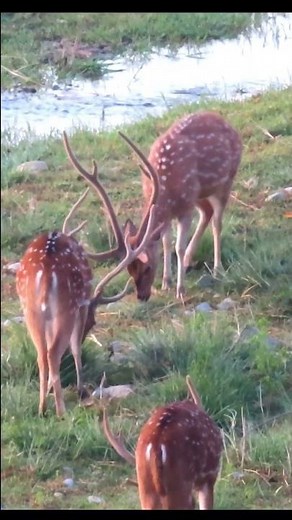 Alpha male deer - huge antlers - Rut season