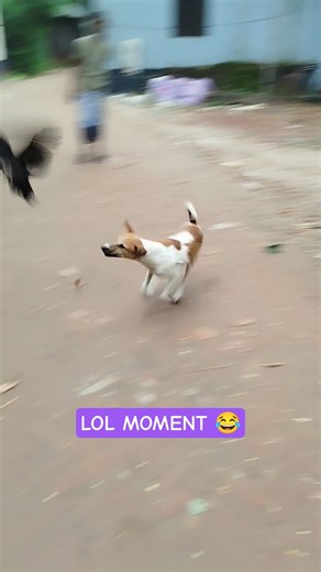 Stray Dogs vs Chicken | Funny Road Moment #funnyshorts #dogchase #chicken #roadmoment #straydogs