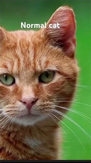 Normal cat vs alien cat new #trend #sphinxcat