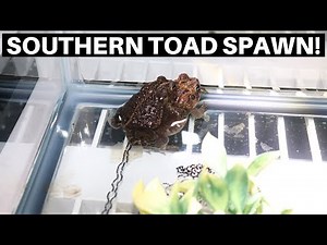 Southern Toad Successful Spawn! Southern Toad Breeding - Benjamin's Exotics