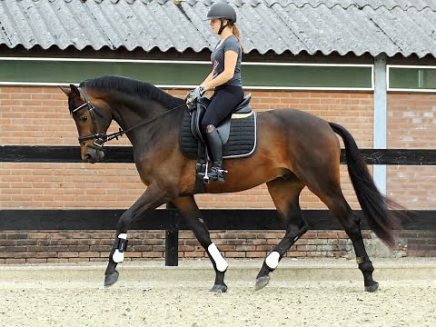 Gorgeous talented Dutch Warmblood Dressage horse with WOW factor by Champion Glamourdale (for Sale)