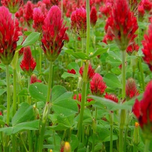100 Seeds Crimson Clover Cover Crop NON-GMO Heirloom Garden Plants - Etsy