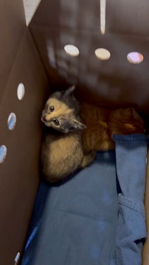 Today we trapped 2 little babies. Mom is also trapped and we have 2 more kittens to catch! Theyve been living in a backyard and were spotted yesterday for the first time!