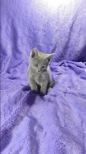 Cliff Blue Russian Blue Male Kitten Available Now | Purebred Kitties
