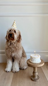 join us in wishing conrad and the rest of his siblings from our sedona x tormund litter a very HAPPY FIRST BIRTHDAY ✨🧁🐾 #baileysranchaz #dogbreeder #minibernedoodlebreeder #minibernedoodle #minibernedoodlesofinstagram #minibernedoodlepuppy #bernedoodle #bernedoodlehub #goldendoodle #goldendoodlesofinstagram #goldendoodlef1b #puppy #puppiesofinstagram #puppygram #puppylife #puppyoftheday #dogsofinstagram #dog #doglife #doglover #dogs #dogoftheday #dogboarding #puppyreel #discoverunder3k #upperw