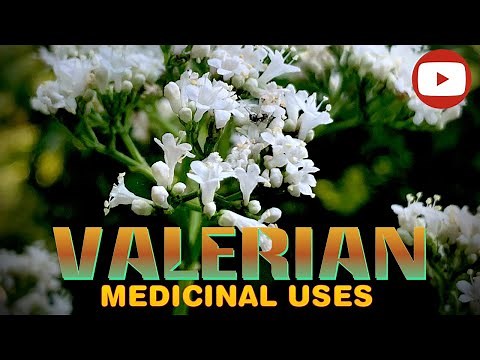 Valerian - A MEDICINAL POWERHOUSE! (Valeriana officinalis) IDENTIFICATION & USES