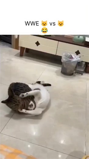 Creative Max on Instagram: "This viral clip turns an ordinary living room into a full-blown WWE arena as two cats square off in an intense, slow-motion showdown. With dramatic paw swipes, sideways hops, and perfectly timed stares, the feline face-off looks less like a fight and more like a choreographed wrestling match — complete with imaginary commentary and championship energy. The short-form video thrives on exaggerated edits, zoom-ins, and crowd-sound effects that transform typical cat behav