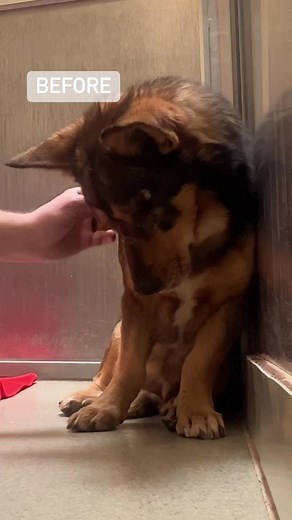 6.7M views · 136K reactions | This song reminds me that even though one door might be closing, another is always opening. Winky has been adopted, and I can't thank all of you enough for the outpouring of love and support to help this lil guy. His new name - ODIN ❤️Special thanks Animal Friends of the Valleys and Last Chance at Life - All Breed Rescue and Adoptions and his new mom and dad Cheyenne & Eric! Stream Closing Time today! | Rocky Kanaka | Facebook