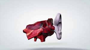 3d Animated Model Human Ear Auditory System Stock Motion Graphics SBV-300203159 - Storyblocks