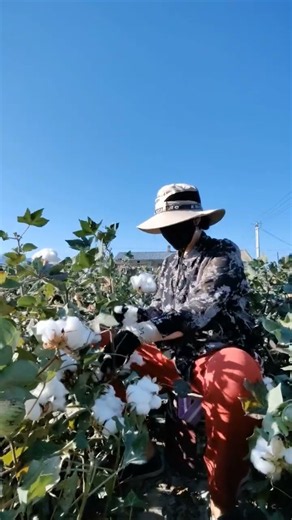 ☁️🌾 Manual Hand-Harvesting of Raw Cotton