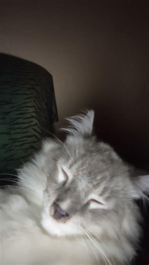 Just soaking up some purr-burgers! Or is it fur-burgers?