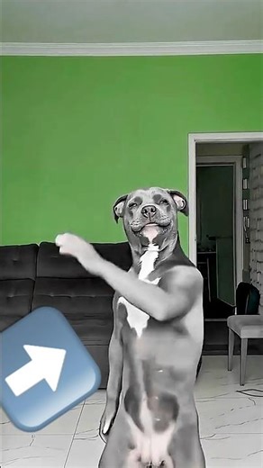 YOU'VE NEVER SEEN A DOG LIKE THIS BEFORE 🐶😳