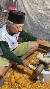 Shelling corn with a simple tool part12 #farming #agriculture