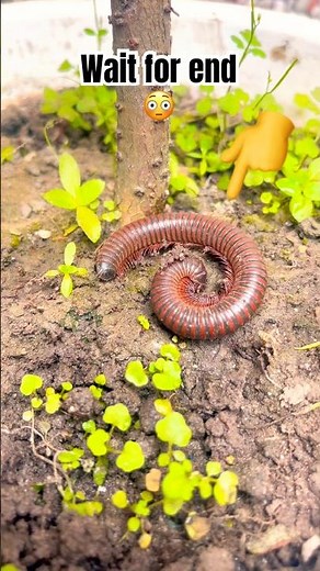 Giant Millipede Walking 😱🐛 | Amazing Nature Short #trending