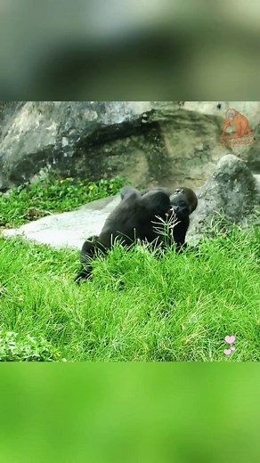 Cute tittle gorilla. 😍🦍💕#Kinggotillas #gorillas #gorilla #wildlife #animals #monkey #nature #gorillaz #monkeys #wildlifephotography #Kinggotillas #Gorillmomotaro #gta #africa #chimpanzee #ape #primates #uganda #zoo #animal #silverback #Gorillmomotaro #pittstate #psu #mountaingorillas | King Gorilla