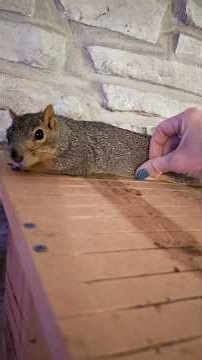 Wild Squirrel Keeps Coming Back To Woman’s House To Have Her Babies | The Dodo