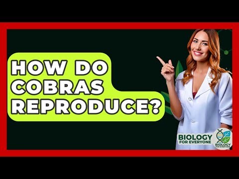 How Do Cobras Reproduce? - Biology For Everyone