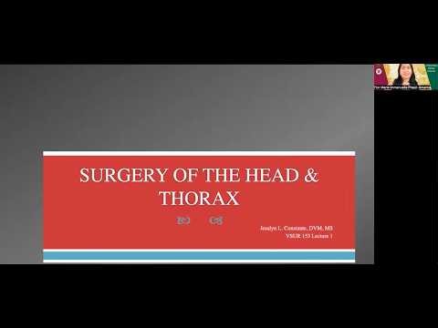 Large Animal Surgery - Ruminant Dehorning (Head, Neck, and Thorax Surgeries part 1)