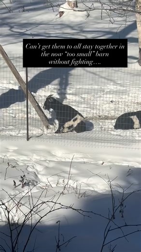 Girls need a boy!! In search of an intact and viable smaller breed buck, preferably Nigerian Dwarf pure or mix. As local as possible. If you know of one please let me know! 🐐🐐🐐🐐🐐🐐🐐Does hoping to have kids in the spring! #farm #farmlife #breeding #stud | Little Bear Bakes in the Woods