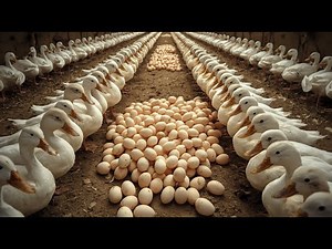 How to raise ducks for beginners and avoid initial losses when harvesting eggs.