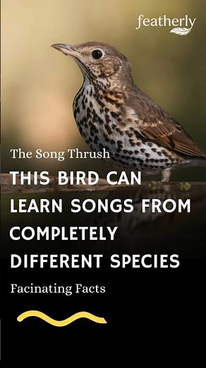 This Bird Has One of Nature’s Smartest Voices