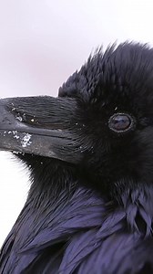 1.7K views · 48 reactions | The Nictitating Membrane is a thin, translucent layer located beneath the regular eyelids of many bird species. This membrane serves functions like eye protection and moisture retention. Watch it here. | Animals Videos | Facebook