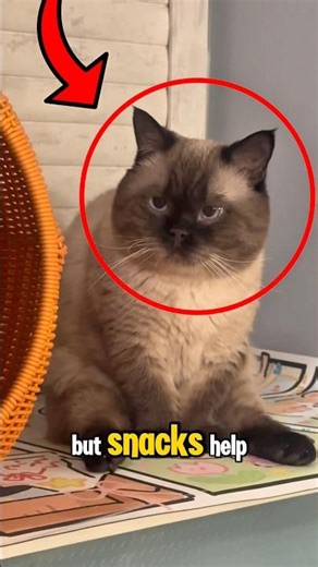 Cute Cat with Huge Moments #funnycats #cute #cat