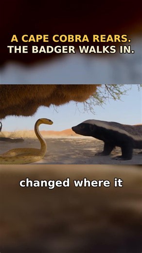 A Cape Cobra Spreads Its Hood. The Honey Badger Walks In Anyway
