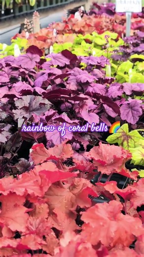 Heuchera varieties in full display ✨ #plantshopping #garden #plantssparkjoy #cottagegarden