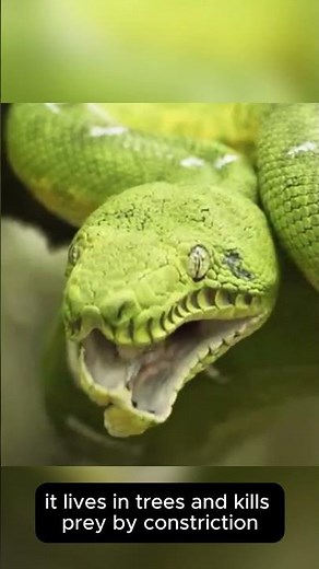 5 Stunning Snakes That Look Too Beautiful \\5 Gorgeous Snakes You Won’t Believe Exist