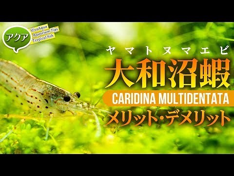 #Aquarium Yamato Shrimp is amazing, but... pros and cons [Viva Aqua]