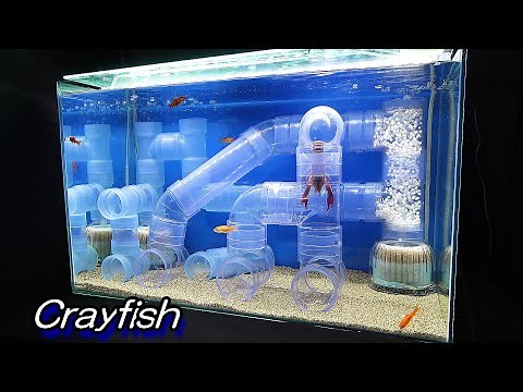 Crayfish tank 60 cm maintenance