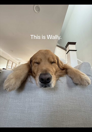 Meet Wally: Our Special Golden Retriever Dog