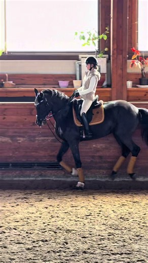 Captivating Dressage Techniques for Equestrians